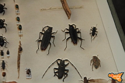 Santa Ninfa 19 11 2016 175.jpg